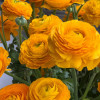 Elegance Giallo 21-10 - Elegance® Ranunculus Thumbnail #2