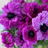 Levante Fucsia - Levante Anemone Thumbnail #2