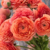 Elegance Salmone 311a - Elegance® Ranunculus Thumbnail #2