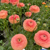 Elegance Salmone 605a - Elegance® Ranunculus Thumbnail #2