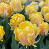 Akebono - Tulips Thumbnail #2