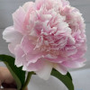 Peony Alertie