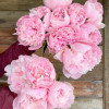Alertie - Peonies Thumbnail #1