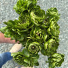 Cloni Success All Green - Cloni® Ranunculus Thumbnail #2