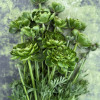 Cloni Success All Green - Cloni® Ranunculus Thumbnail #1