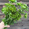 Cloni Success All Green - Cloni® Ranunculus Thumbnail #2