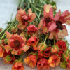 Natura Moderna Allegria (1842MDN) - Natura Moderna® Ranunculus Thumbnail #2