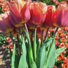 Amaru - Tulips Thumbnail #1