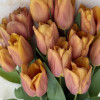 Amaru - Tulips Thumbnail #2
