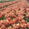 Amaru - Tulips Thumbnail #2