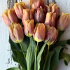 Amaru - Tulips Thumbnail #1
