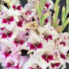 Amber Mistique - Gladiolus Thumbnail #2
