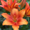 Amber Waves - LxA Hybrid Lilies Thumbnail #1
