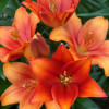 Amber Waves - LxA Hybrid Lilies Thumbnail #2