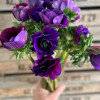 Growing tip Anemone - Mistral Anemone Thumbnail #2