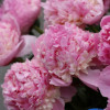 Angel Cheeks - Peonies Thumbnail #1