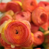 Cloni Success Aragosta (770PC) - Cloni® Ranunculus Thumbnail #1