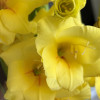 Bananarama - Gladiolus Thumbnail #2
