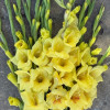 Bananarama - Gladiolus Thumbnail #2