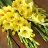 Bananarama - Gladiolus Thumbnail #1