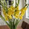 Bananarama - Gladiolus Thumbnail #2