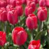 Barre Alta - Tulips Thumbnail #2