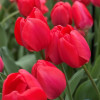 Barre Alta - Tulips Thumbnail #1