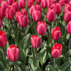 Barre Alta - Tulips Thumbnail #2