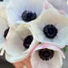 Mistral Bianco Centro Nero 'Panda' - Mistral Anemone Thumbnail #1