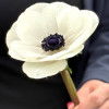 Mistral Bianco Centro Nero 'Bianco' - Mistral Anemone Thumbnail #2