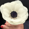 Mistral Bianco Centro Nero 'Bianco' - Mistral Anemone Thumbnail #2