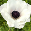 Mistral Bianco Centro Nero 'Panda' - Mistral Anemone Thumbnail #2