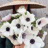 Mistral Bianco Centro Nero 'Panda' - Mistral Anemone Thumbnail #2