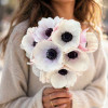 Mistral Bianco Centro Nero 'Panda' - Mistral Anemone Thumbnail #1