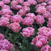 Beach Berry - Tulips Thumbnail #2