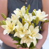 Belvedere - Double / Pollen-less LxA Hybrid Lilies Thumbnail #2