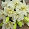 Belvedere - Double / Pollen-less LxA Hybrid Lilies Thumbnail #2