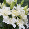 Belvedere - Double / Pollen-less LxA Hybrid Lilies Thumbnail #2