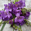 Biscaya - Freesia Thumbnail #2