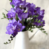 Biscaya - Freesia Thumbnail #2