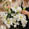 Blizzard - Double / Pollen-less OxT Hybrid Lilies Thumbnail #1