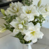 Blizzard - Double / Pollen-less OxT Hybrid Lilies Thumbnail #2
