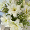 Blizzard - Double / Pollen-less OxT Hybrid Lilies Thumbnail #2