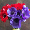 Mistral Fuego - Mistral Anemone Thumbnail #2