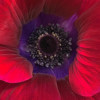 Mistral Bordeaux - Mistral Anemone Thumbnail #2