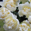 Bridal Shower - Peonies Thumbnail #1