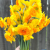 Bright Corsage - Daffodils Thumbnail #1