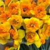Bright Corsage - Daffodils Thumbnail #1