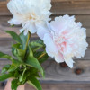 Brother Chuck - Peonies Thumbnail #1