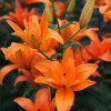 Butterfly Angel (aka Forehand) - Double / Pollen-less LxA Hybrid Lilies Thumbnail #2